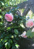 valynedelcu@yahoo.com rose.0083