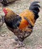 Gold Laced Brahma