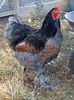 Blue Laced Gold Brahma