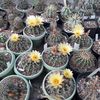 Notocactus submammulosus grup