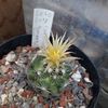 Escobaria missouriensis