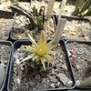 Escobaria missouriensis