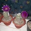 Echinocereus pectinatus