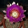 Echinocereus pectinatus