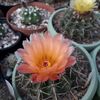 Notocactus submammulosus