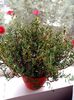 lampranthus(floarea de cristal)