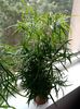 asparagus falcatus