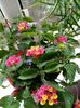 Lantana rosie