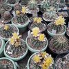 Notocactus submammulosus