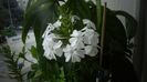 Plumbago zeylanica,prima inflorescenta
