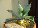 Agave colorata