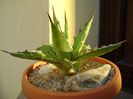 Agave xylonacantha