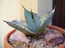 Agave titanota cv. White Ice