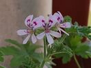 Pelargonium graveolens (indrusaim)