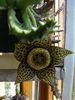 Orbea variegata (Stapelia variegata)