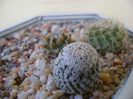 Grup de 3 Turbinicarpus