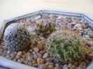 Grup de 3 Turbinicarpus