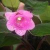 Sinningia MG's Freckled Pink