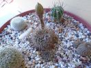 Lobivia arachnacantha v. densiseta