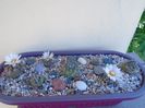 Grup de 7 Turbinicarpus
