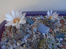Grup de 7 Turbinicarpus