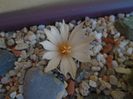 Turbinicarpus pachystele