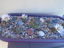 Grup de 7 Turbinicarpus