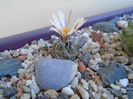 Turbinicarpus pachystele