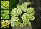 Hosta Captain's Adventure