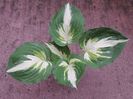 Hosta Christmas Island