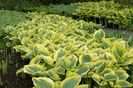 Hosta Liberty