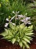 Hosta Revolution