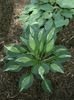 Hosta Snake Eyes