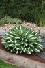 Hosta White Bikini