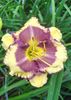 Hemerocallis Blueberry Cream