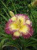 Hemerocallis Cheese and Wine