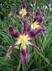 Hemerocallis Chokecherry Mountain