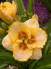 Hemerocallis Sixth Sense