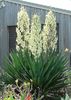 66f9a59324a8e760cf8e9896d4e4d359--yucca-filamentosa-flower-gardening