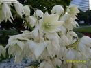 yucca-filamentosa-floare