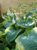 Hosta Christmas tree