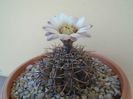 Gymnocalycium ochoterenae v. cinereum