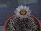 Gymnocalycium ochoterenae v. cinereum