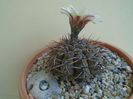 Gymnocalycium ochoterenae v. cinereum