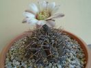 Gymnocalycium ochoterenae v. cinereum