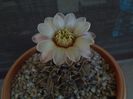 Gymnocalycium ochoterenae v. cinereum