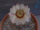 Gymnocalycium ochoterenae v. cinereum