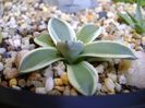 Agave applanata cv. Cream Spike