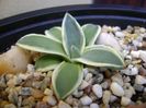 Agave applanata cv. Cream Spike