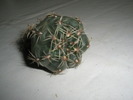 Gymnocalycium apical